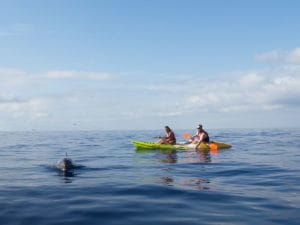kayaking with dolphins Tenerife