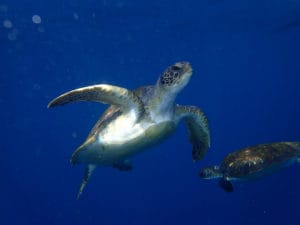 snorkeling with turtles Tenerife - Boat tours