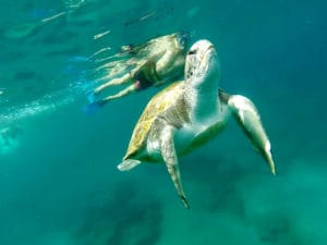 snorkeling with turtles Tenerife - Boat tours
