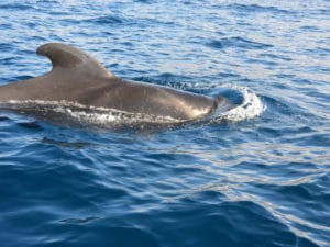 Whale watching Tenerife - Boat tours